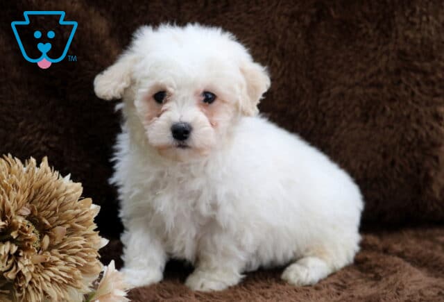 White Bichon Frise puppy sitting on a brown plush blanket, featuring a fluffy curly coat, dark expressive eyes, and a small black nose, posed indoors beside a decorative dried flower arrangement. image