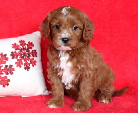 Pooch Cavapoo