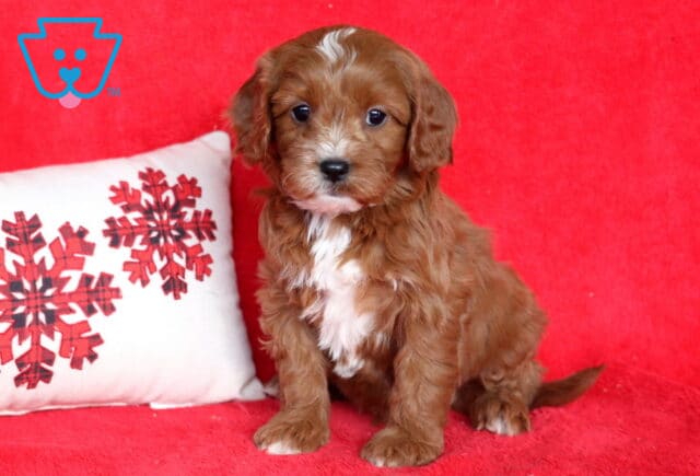 Red Cavapoo puppy sitting on a red blanket next to a snowflake pillow, with a soft curly coat, white chest markings, floppy ears, and bright, expressive eyes. image