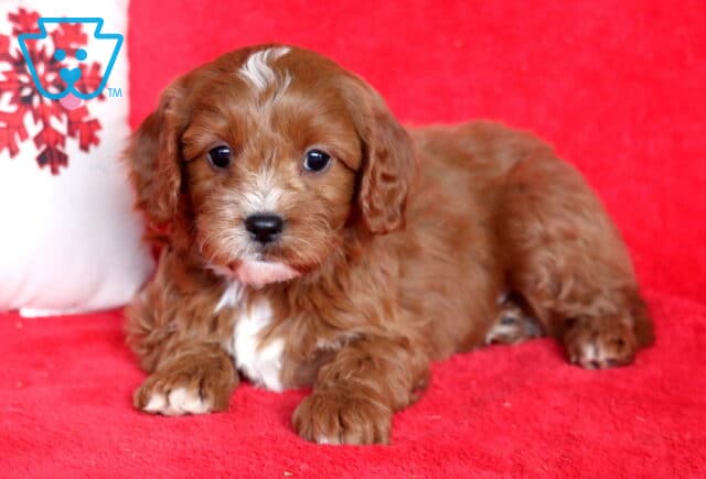 Red Cavapoo puppy lying on a red blanket beside a snowflake pillow, featuring a curly apricot coat, white facial blaze and chest, floppy ears, and sweet dark eyes. image