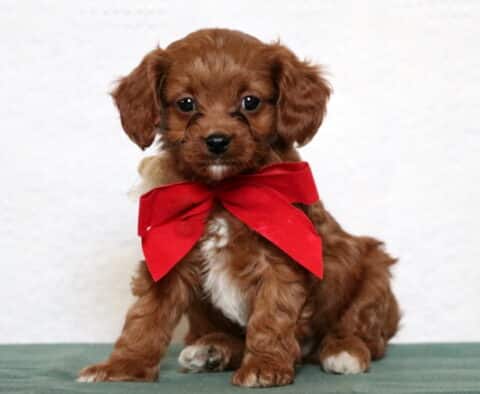 Poppy Cavapoo