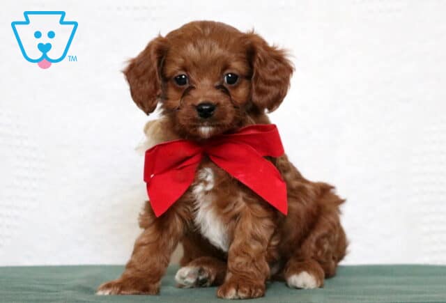Poppy Cavapoo image