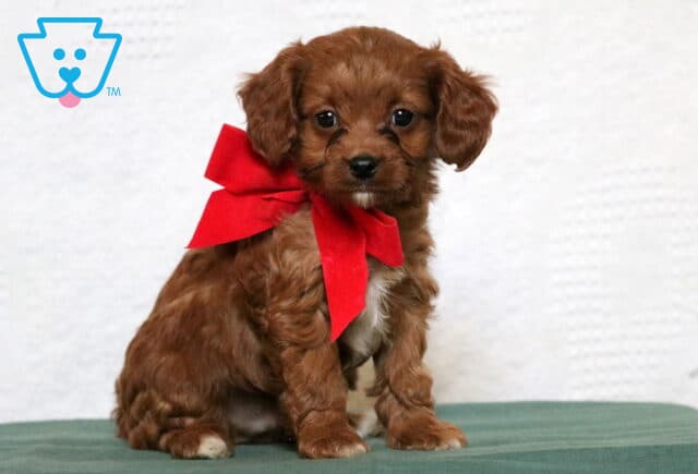 Poppy Cavapoo2 image