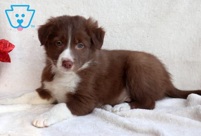 Border Collie mix puppy lying on a white blanket with a fluffy chocolate-brown and white coat, white chest and front paws, soft blue-gray eyes, and a calm, sweet expression beside a red flower pot. image