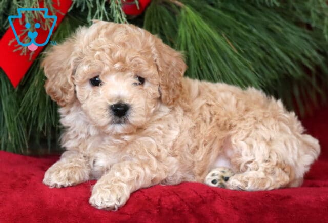 Porsha Bichpoo image