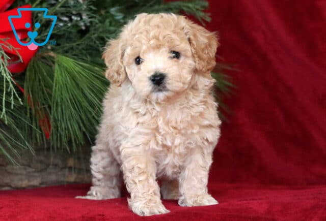 Porsha Bichpoo2 image