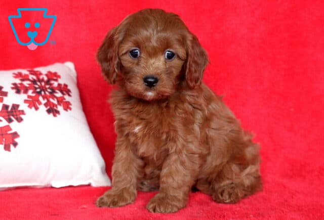 Red Cavapoo puppy sitting on a red blanket next to a snowflake pillow, showing a fluffy curly coat, round dark eyes, and a sweet, gentle expression. image