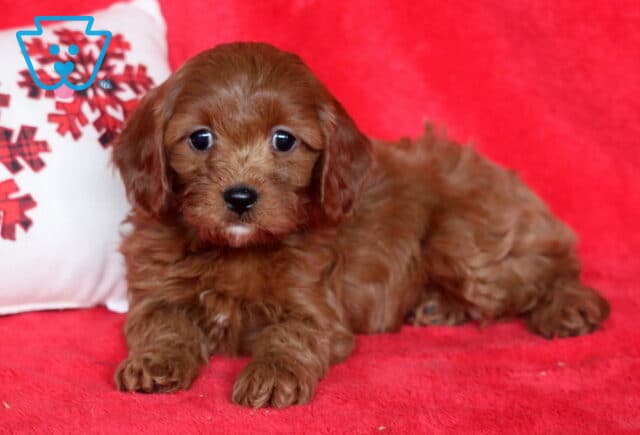 Red Cavapoo puppy lying on a red blanket beside a snowflake pillow, featuring a soft curly coat, floppy ears, and big dark eyes with a calm, cuddly expression. image
