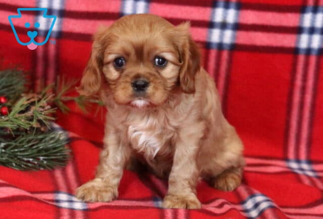 Presley Cavalier image