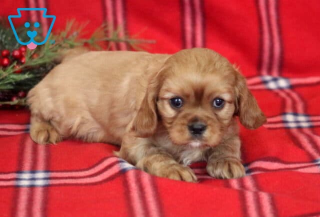 Presley Cavalier2 image