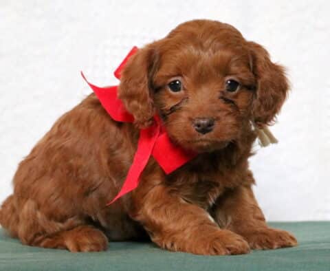 Presley Cavapoo