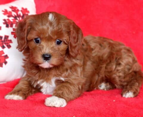 Pretty Cavapoo