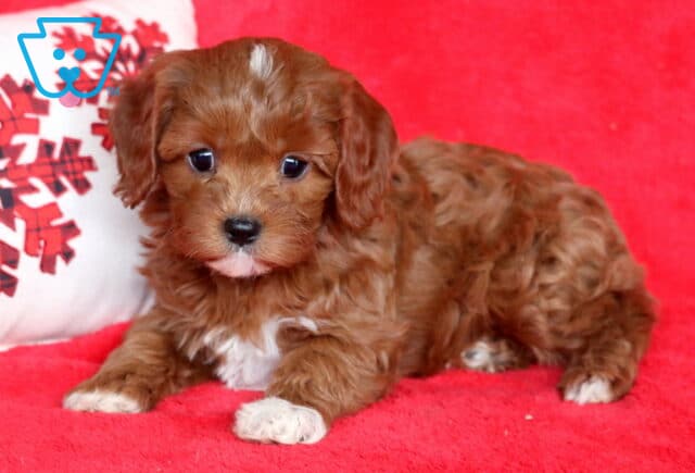Pretty Cavapoo image