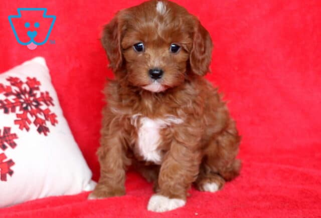 Pretty Cavapoo2 image
