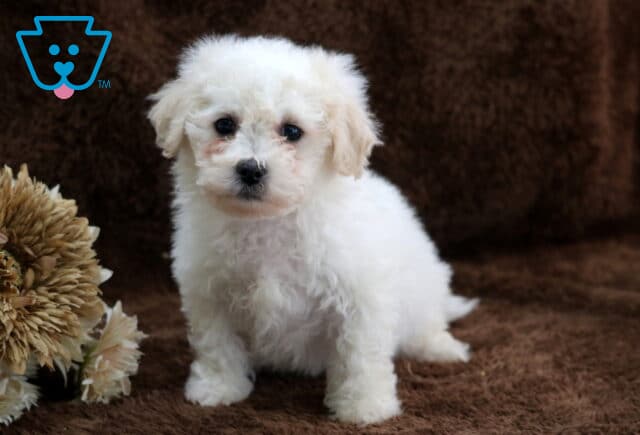 Fluffy white Bichon Frise puppy sitting on a soft brown blanket, with a curly coat, dark round eyes, and a small black nose, posed indoors beside a neutral-toned decorative flower arrangement. image