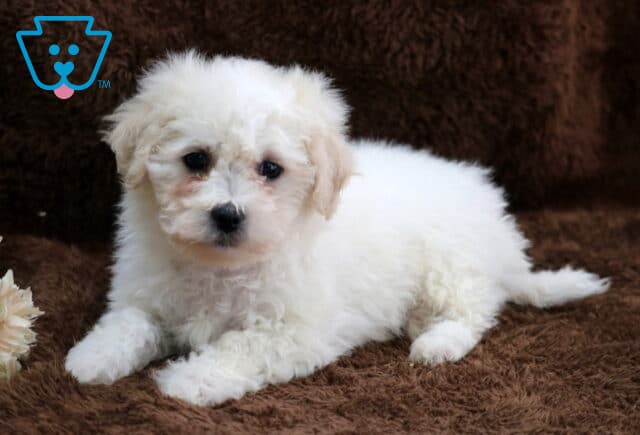 Fluffy white Bichon Frise puppy lying on a soft brown blanket, with a curly coat, dark round eyes, and a small black nose, photographed indoors beside a neutral-toned decorative flower arrangement. image