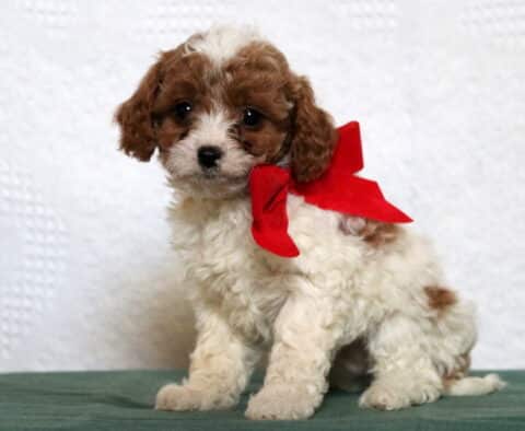 Prince Cavapoo