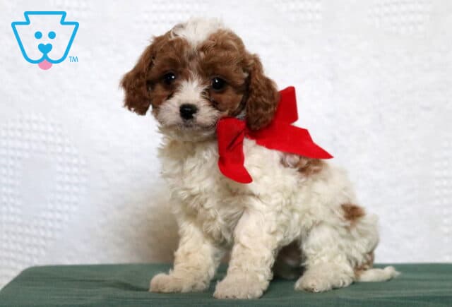 Prince Cavapoo image