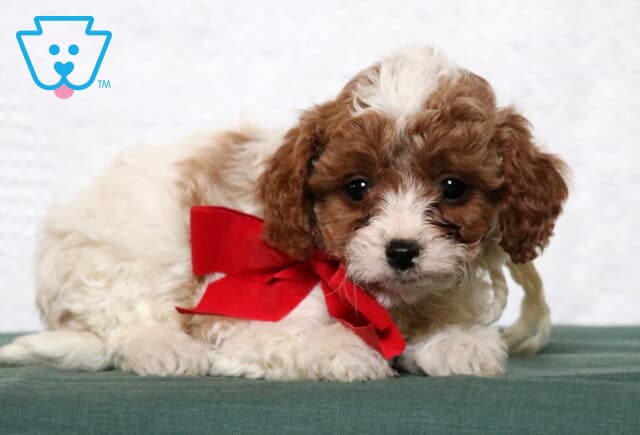 Prince Cavapoo2 image