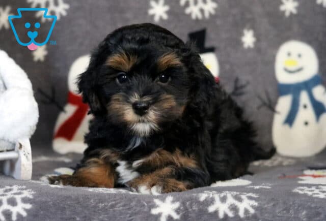 Prince Havapoo image