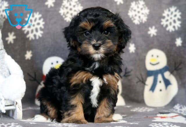 Prince Havapoo2 image