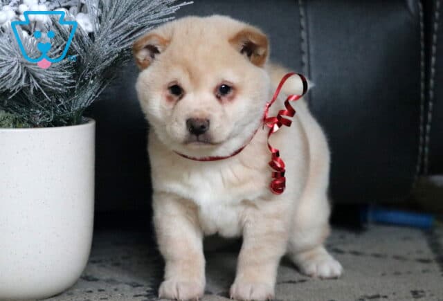 Prince Shiba Inu image
