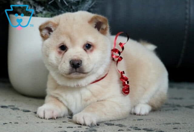 Prince Shiba Inu2 image