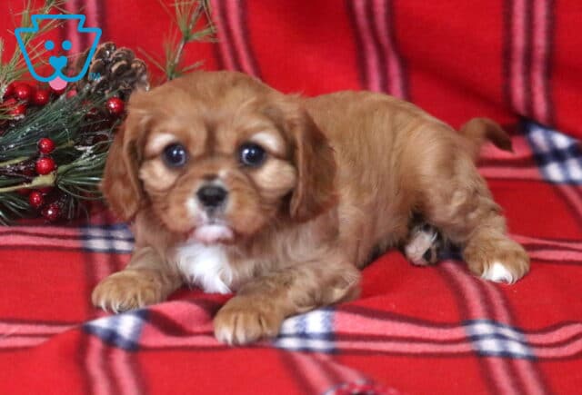 Princess Cavalier image