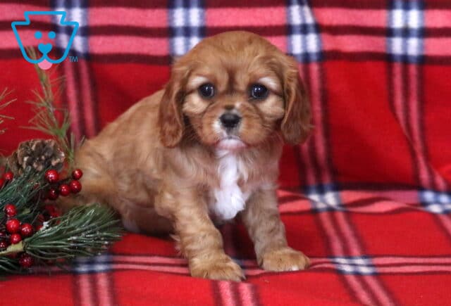 Princess Cavalier2 image