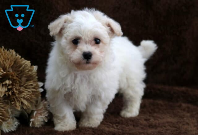 Adorable white Bichon Frise puppy standing on a plush brown blanket beside neutral floral décor, featuring a fluffy curly coat, round dark eyes, a black button nose, and a compact build in a cozy studio setting. image