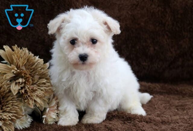 Fluffy white Bichon Frise puppy sitting on a soft brown blanket next to neutral floral décor, showing a curly plush coat, round dark eyes, small black nose, and a sweet, gentle expression in a cozy studio setting. image