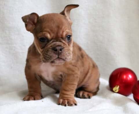 Pumpkin English Bulldog