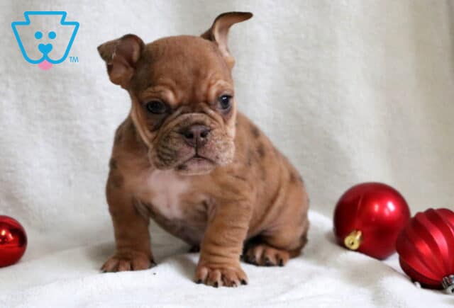 Pumpkin English Bulldog image