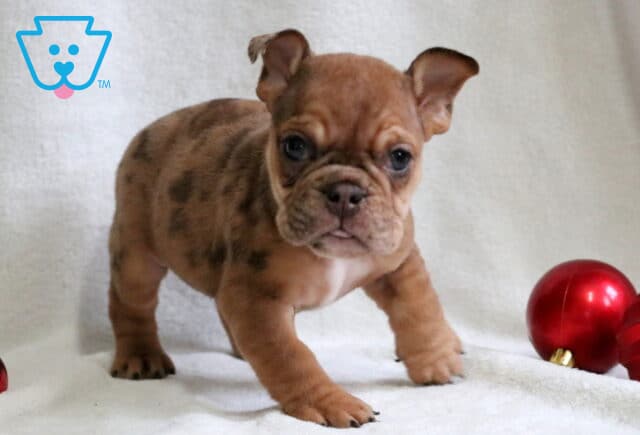 Pumpkin English Bulldog2 image