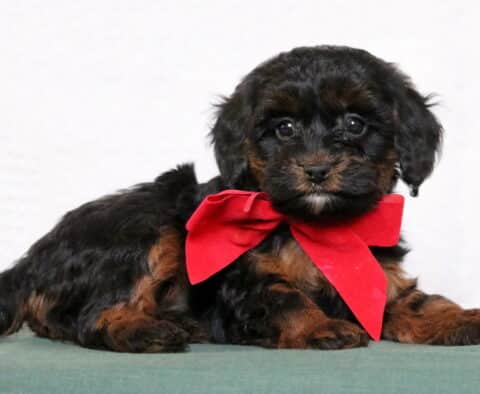 Pupcake Cavapoo