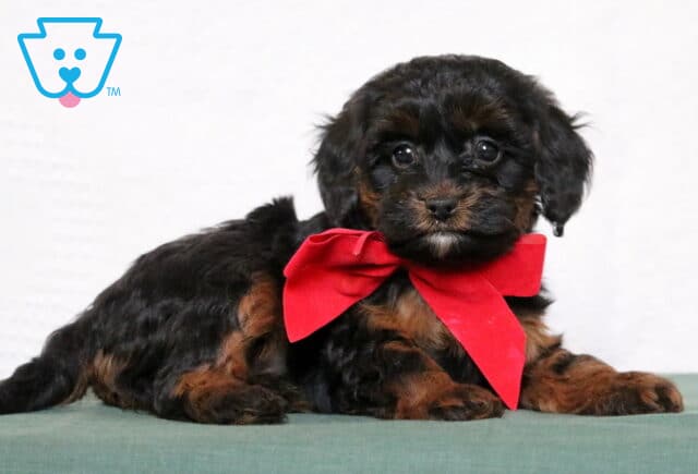 Adorable black and tan Cavapoo puppy lying on a green surface, wearing a bright red bow and looking at the camera with soft, expressive eyes. image