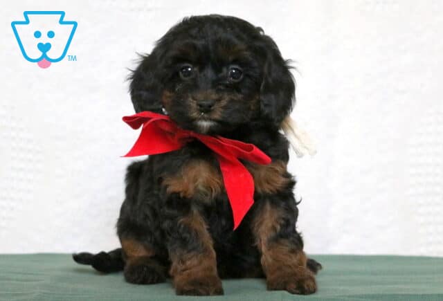 Cute black and tan Cavapoo puppy sitting on a green surface, wearing a bright red bow and looking at the camera with soft, round eyes. image