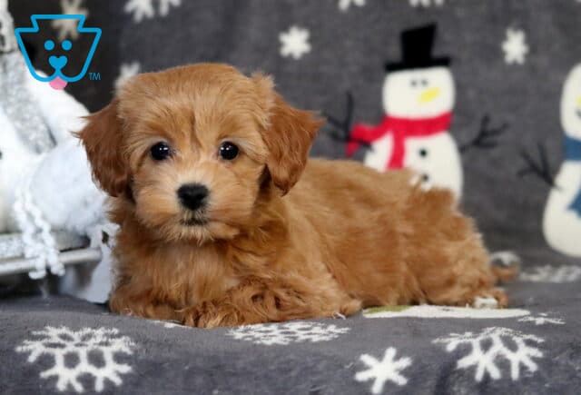 Pupcake Havapoo image