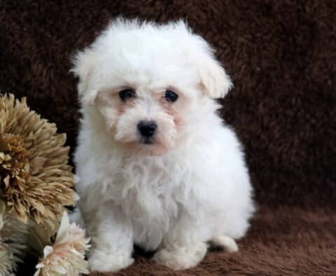 Adorable white Bichon Frise puppy sitting upright on a soft brown blanket, featuring a fluffy curly coat, dark expressive eyes, and a black button nose, posed next to a neutral-toned decorative flower in a cozy indoor puppy portrait.