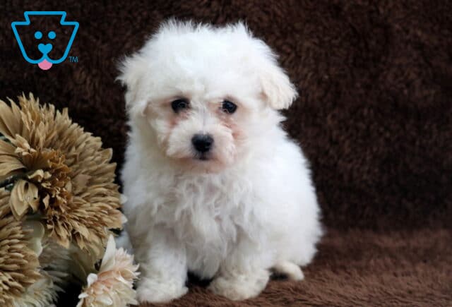 Adorable white Bichon Frise puppy sitting upright on a soft brown blanket, featuring a fluffy curly coat, dark expressive eyes, and a black button nose, posed next to a neutral-toned decorative flower in a cozy indoor puppy portrait. image
