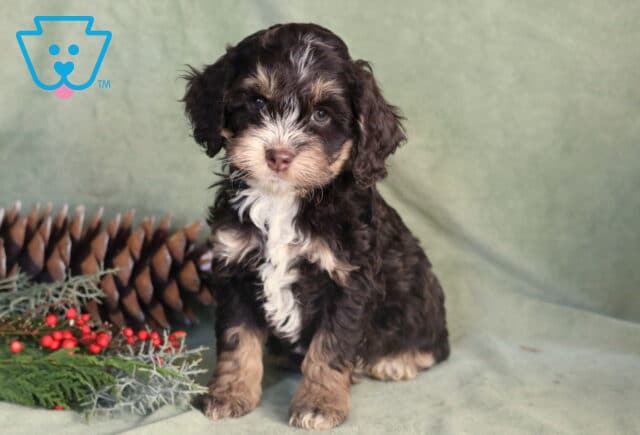 Purdy Cockapoo image