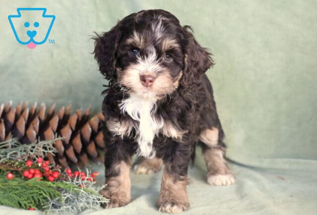 Purdy Cockapoo2 image