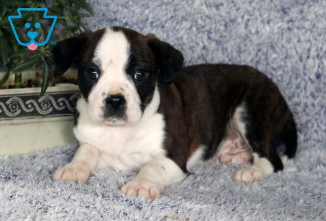 Racco Boston Mix image