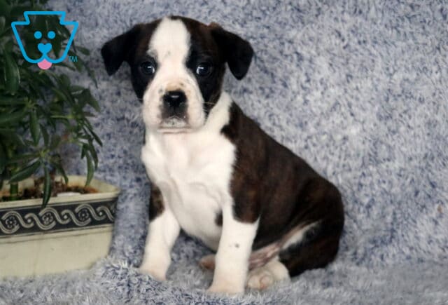 Racco Boston Mix2 image