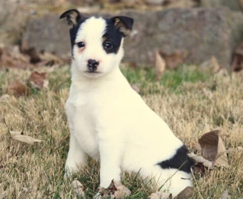 Foxy Russell Terrier puppy with a white coat and black facial markings sitting in the grass outdoors, looking alert and curious with ears perked.