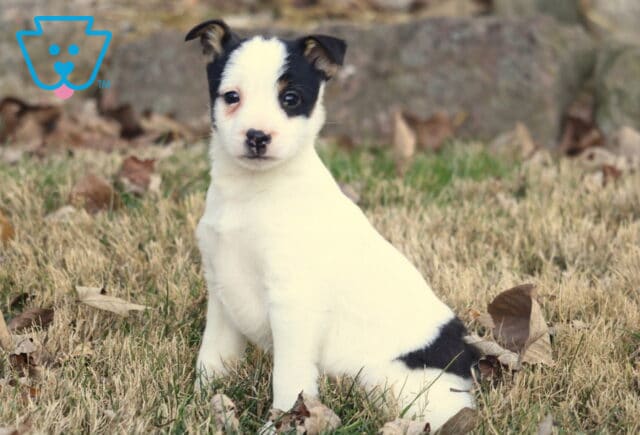 Foxy Russell Terrier puppy with a white coat and black facial markings sitting in the grass outdoors, looking alert and curious with ears perked. image