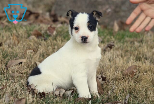 Foxy Russell Terrier puppy with a white coat and black markings sitting in dry grass outdoors, looking toward the camera as a hand reaches in from the side. image