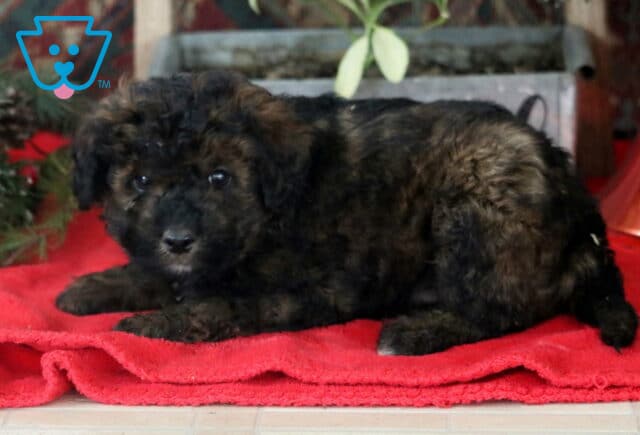 Racco Mini Labradoodle image