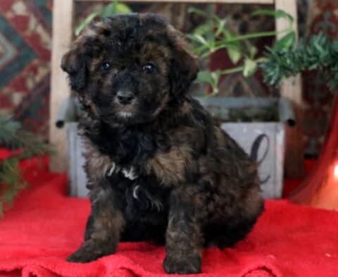 Racco Mini Labradoodle2