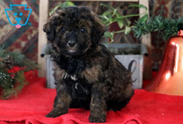 Racco Mini Labradoodle2 image